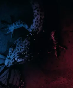 Pino Donaggio Trauma – Original Motion Picture Soundtrack 2XLP