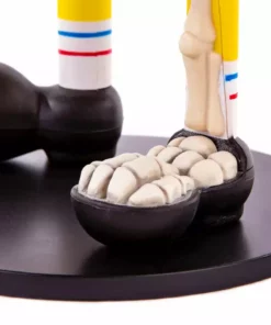 Jason Freeny Spongebob Squarepants Dissected Vinyl Figure Exclusive Toys 34 Jason Freeny Spongebob Squarepants Dissected Vinyl Figure Exclusive Toys