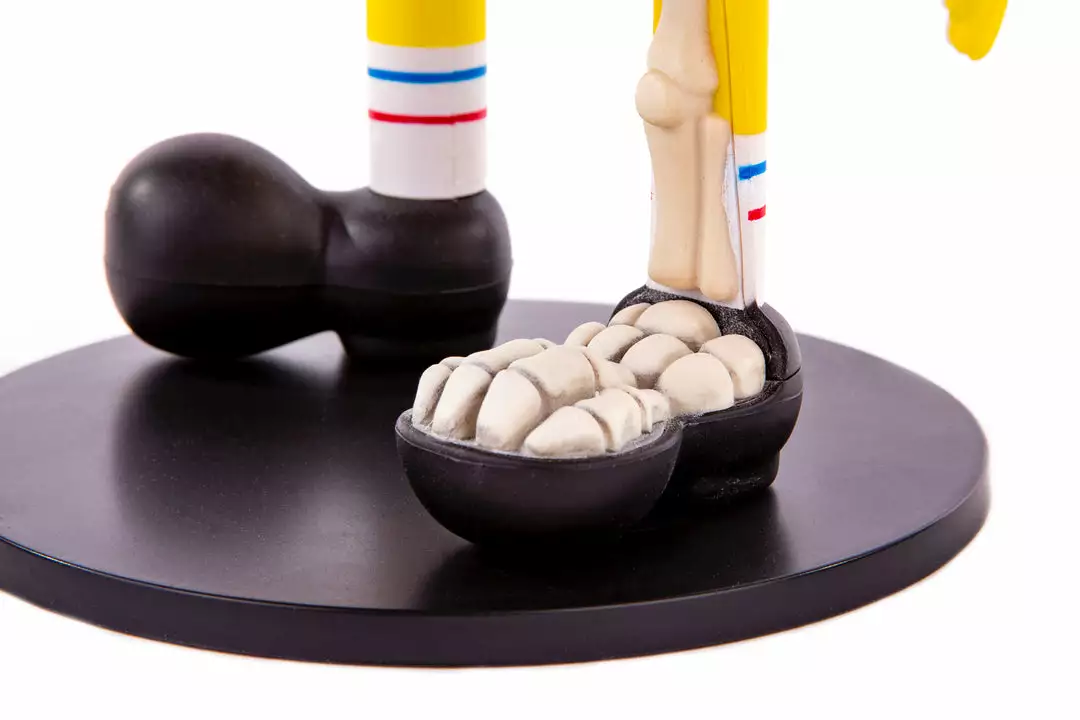 Jason Freeny Spongebob Squarepants Dissected Vinyl Figure Exclusive Toys 5 Jason Freeny Spongebob Squarepants Dissected Vinyl Figure Exclusive Toys